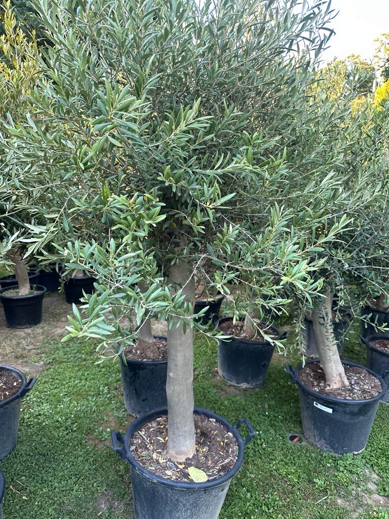 Olivenbaum Gesamthöhe 200-220cm