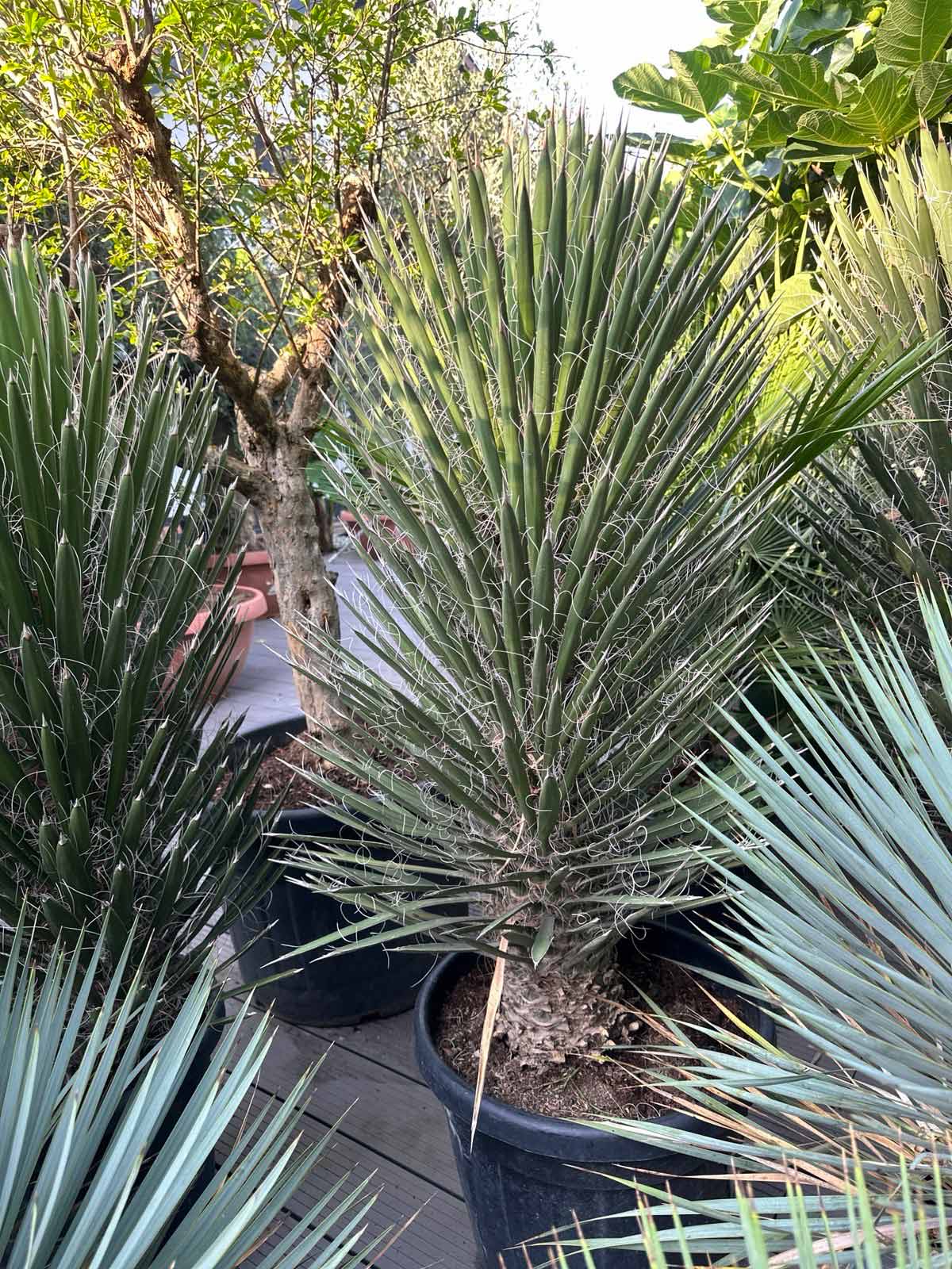 Yucca filifera ca 150 cm – Bild 4