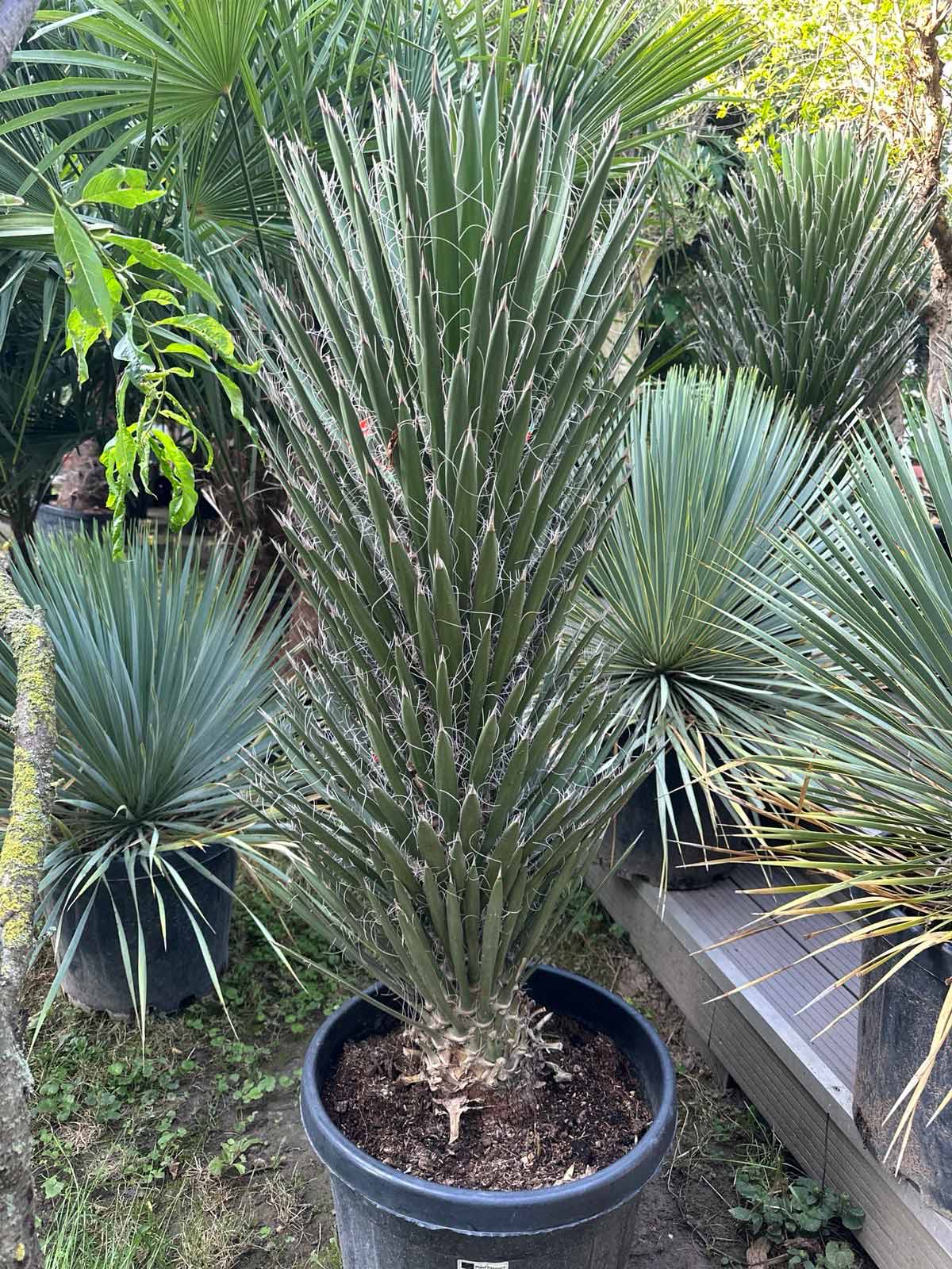 Yucca filifera ca 150 cm – Bild 3