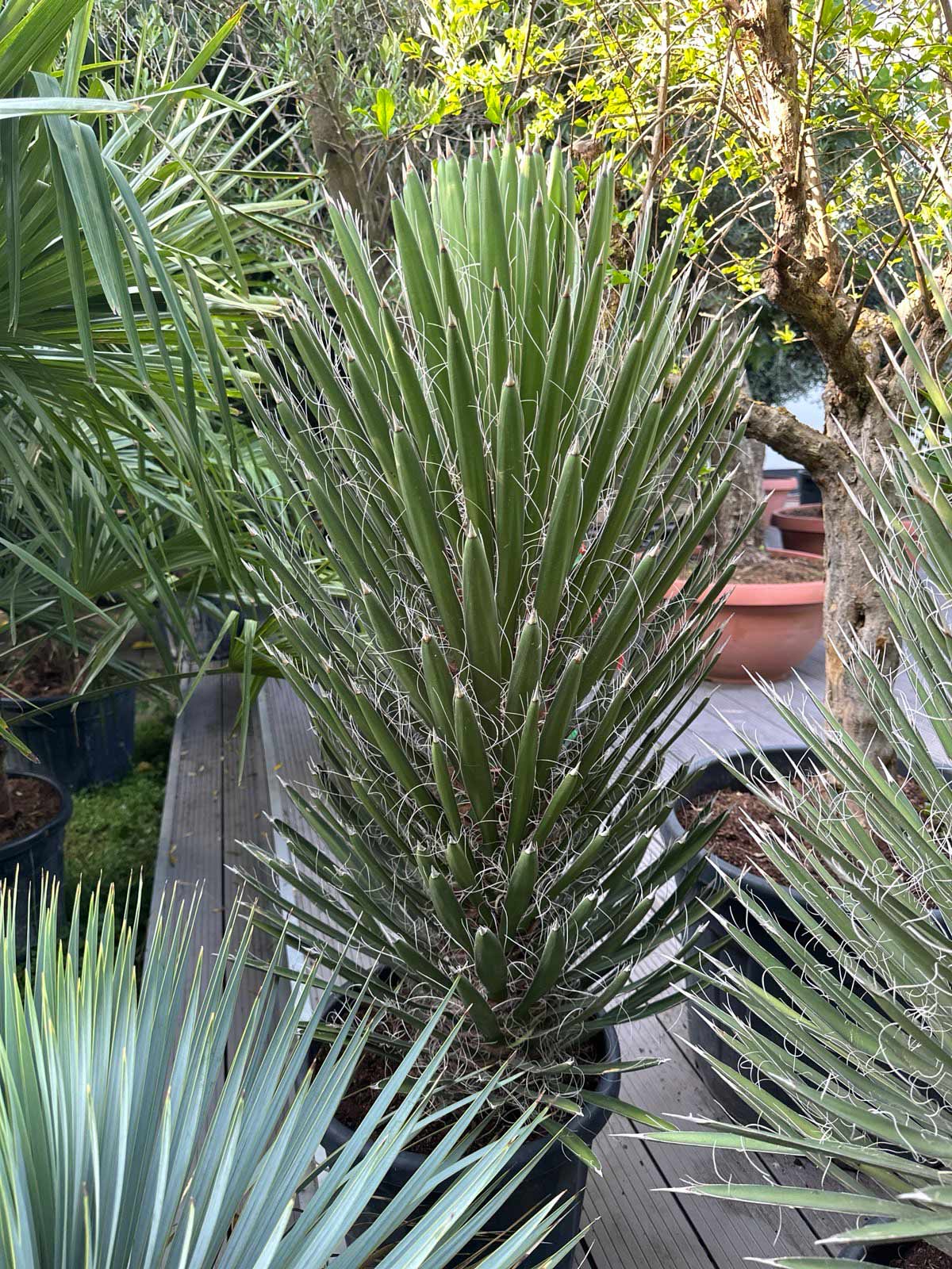 Yucca filifera ca 150 cm – Bild 2