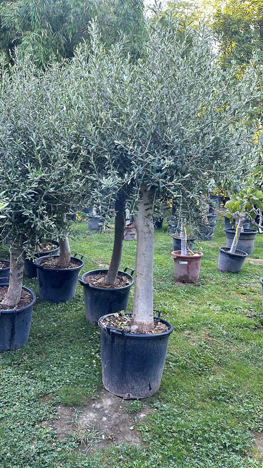 Olivenbaum Gesamthöhe 200-220cm – Bild 3